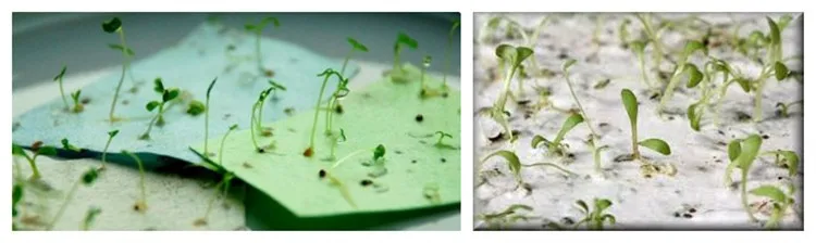 growing seeds paper
