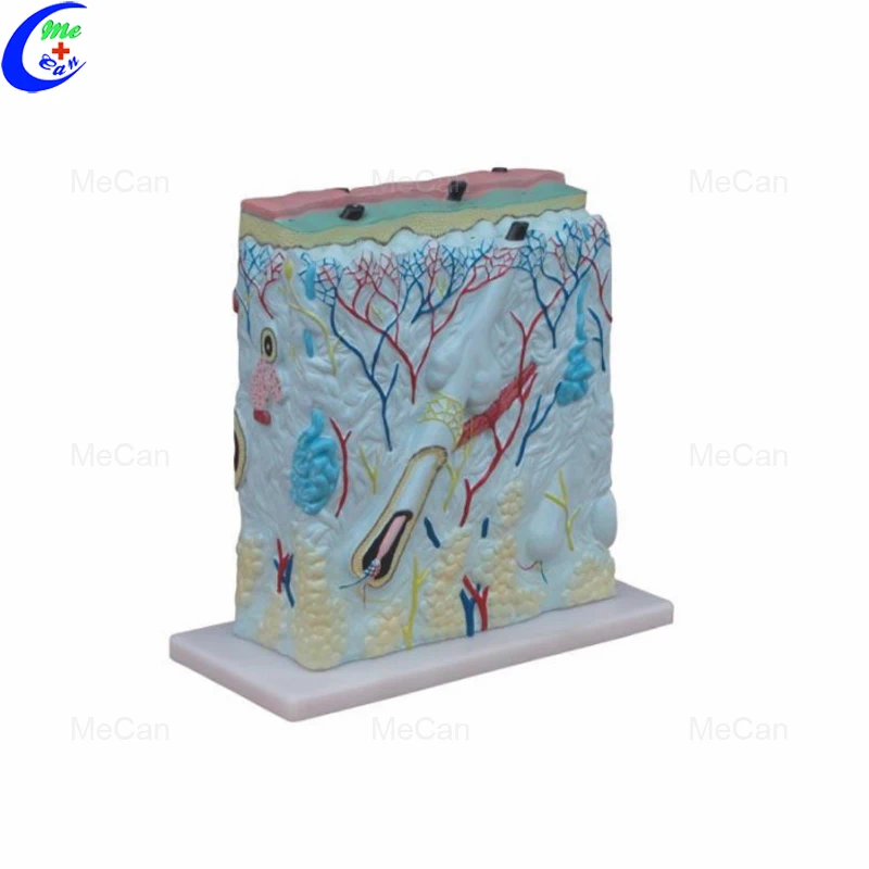 Enlarged Skin Model