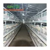 day old layer chicks from saudi arabia