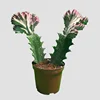 nurseries succulents Grafted Euphorbia Lactea Cristata cactus