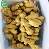 Chinese fresh ginger /ginger elephant /ginger seed