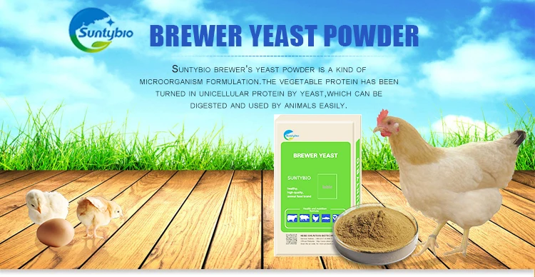 Factory Supply High Quality 40%,45% Brewer dried yeast,Factory Supply dried brewer yeast