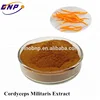 GMP Workshop Manufacturer Cordyceps Militaris Extract Powder form with 10%-40% Polysaccharides