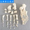 Hot Sale High Quality Human Teaching Disarticulated Whole Body Skeleton Model with Skull