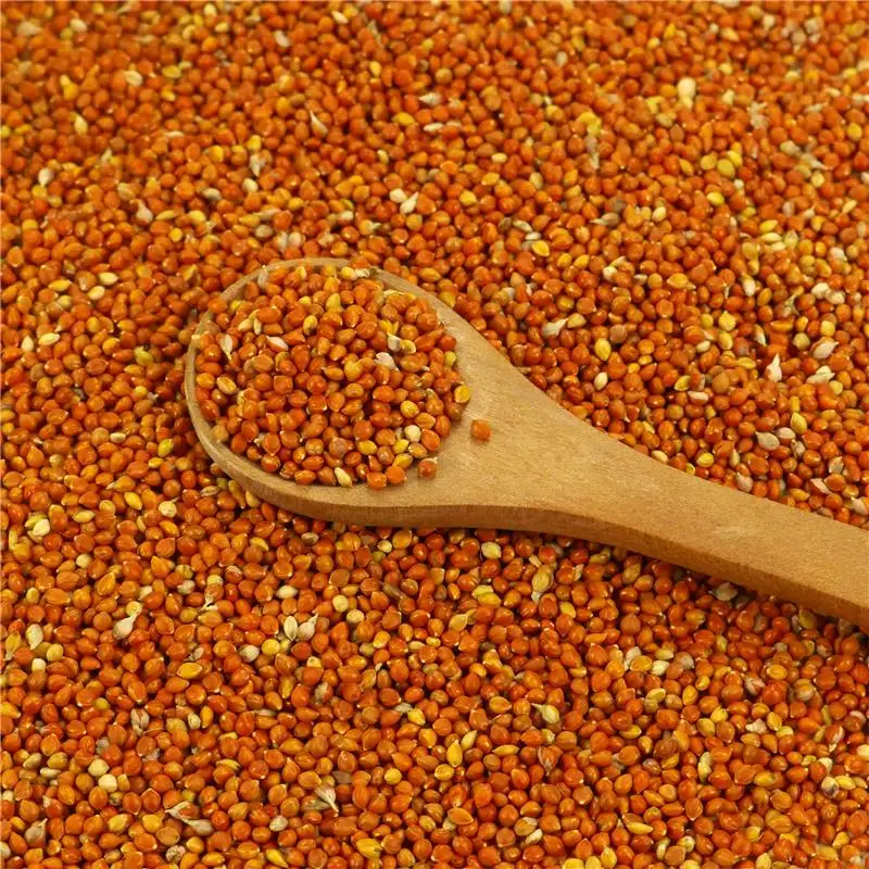 Glutinous Red Millet For Bird Seeds Buy Red Millet,Glutinous Millet