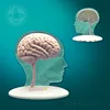 Medical functional brain model /3D rubber brain model