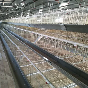 Free Sample No Courier Fee Poultry Battery Cages Sell To Kenya Chicken Farm Buy Poultry Battery Cagespoultry Battery Cages Sell To Kenyapoultry