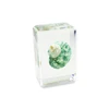 Sea Shell Specimen Paperweight for Science Learning and Educational Toys for Biological Collectible Gifts