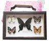 Butterfly framed 15*25cm butterfly specimens frame