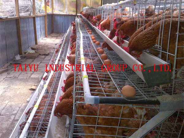 Chicken Cage For Sale In Philippines - Buy Chicken Cage For Sale In ...