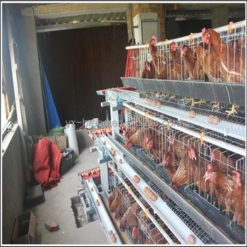 Best Sale Chicken Egg Layer Cages In South Africa - Buy 