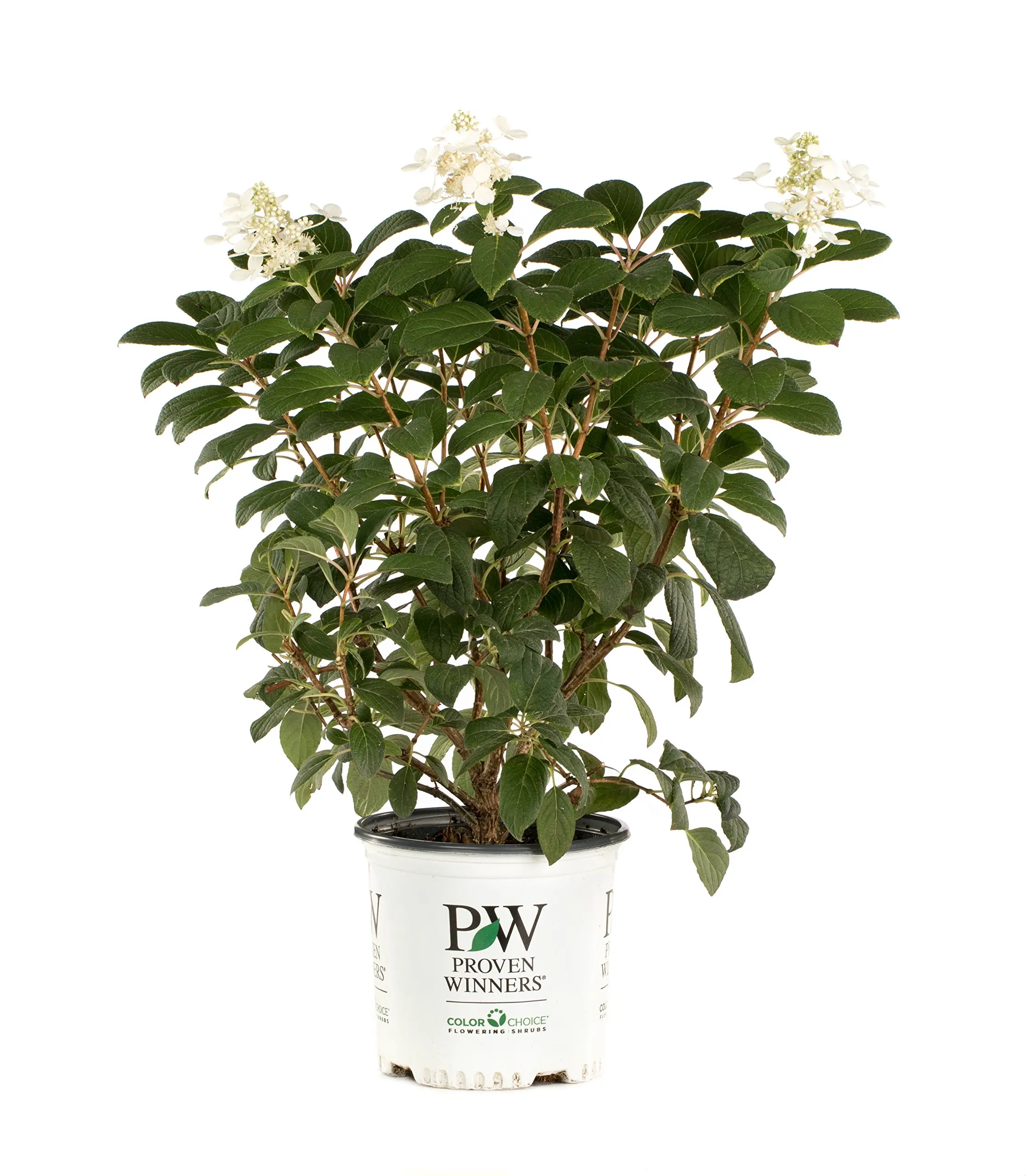hanabi Hydrangea Liner Size Plant Shipped in Plastic Bag or 3 Pot. Liner Unusual White Blooms,Cascading Effect -Fuji Waterfall Hydrangea,