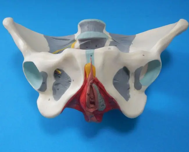 2013 Medical Anatomical Female Pelvis,Model Of Female Pelvis And Pelvic