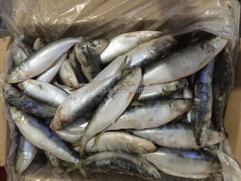 W/r Best Fresh Frozen Canned Sardine 80120g Price Per Kg Buy Frozen