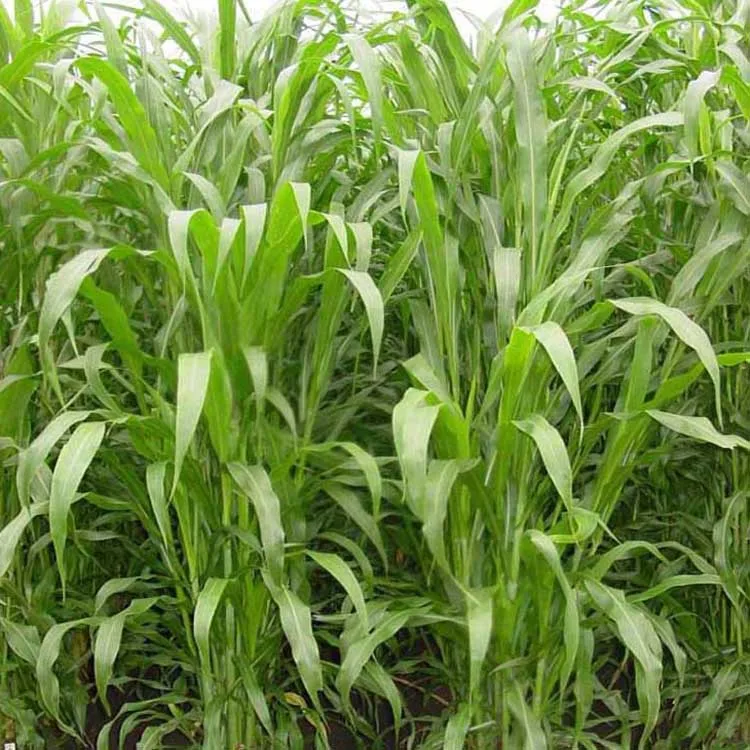 Hot Sale Planting High Yield Sudan Grass Sultan Grass Seeds Buy
