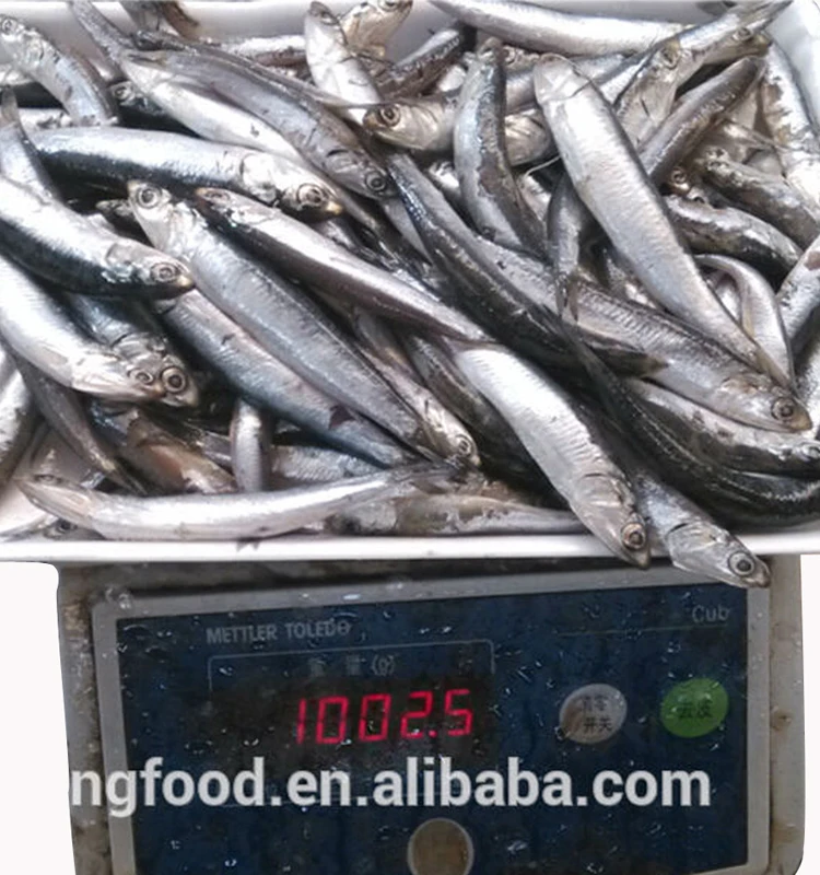 Best Quality Seafrozen Fresh Anchovy Buy Frozen Anchovy,Anchovy Raw Material,Fresh Anchovy