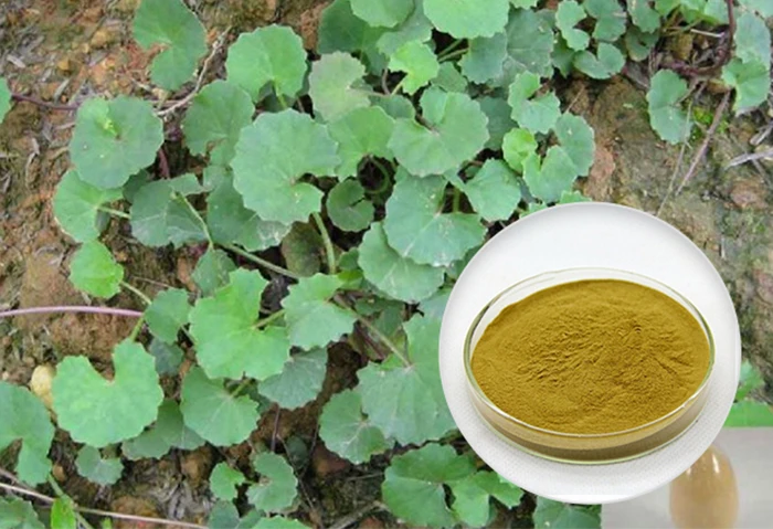 herbex centella extract