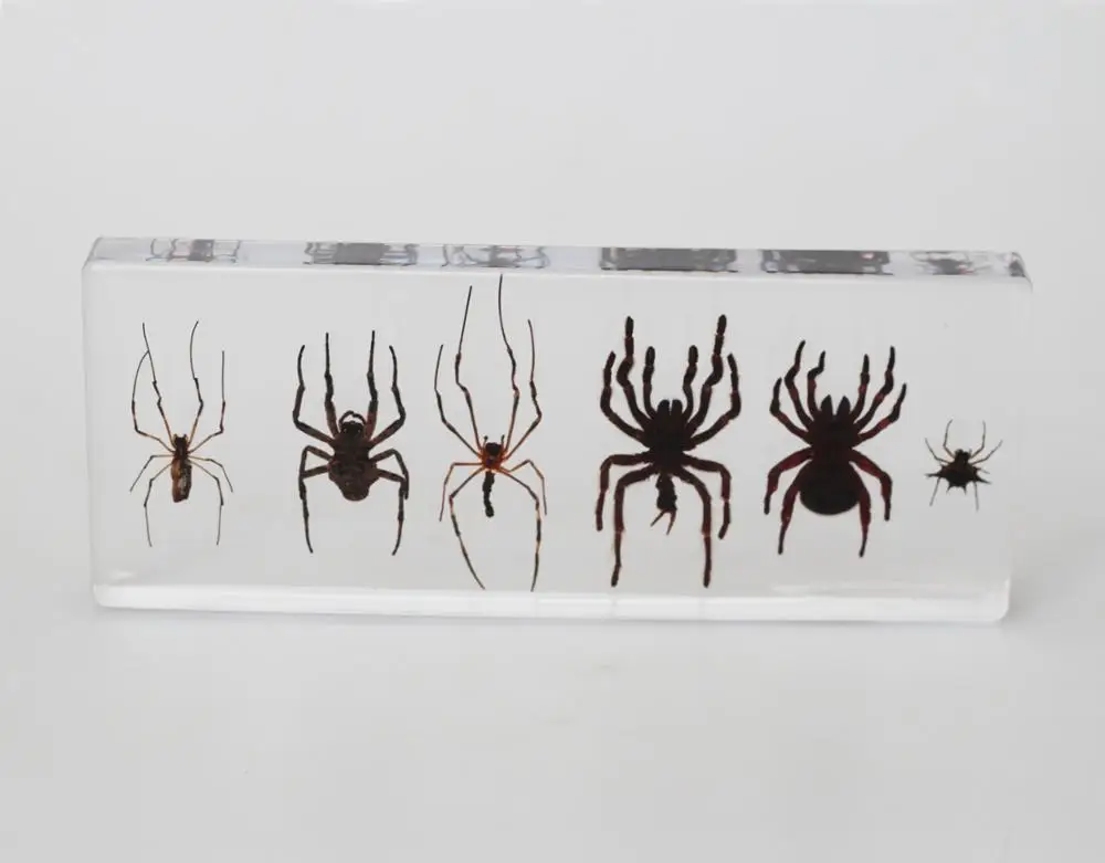 Wholesale 6 Kinds Of Real Spider Preserved Biological Specimens For