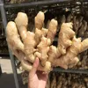 Air dried ginger hot sale in chinese farm
