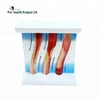 Dynamic vascular Blood Vessel Educational Teaching Model