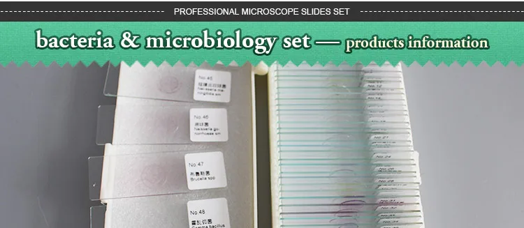 004 Microorganism cells prepared microscope slides.jpg