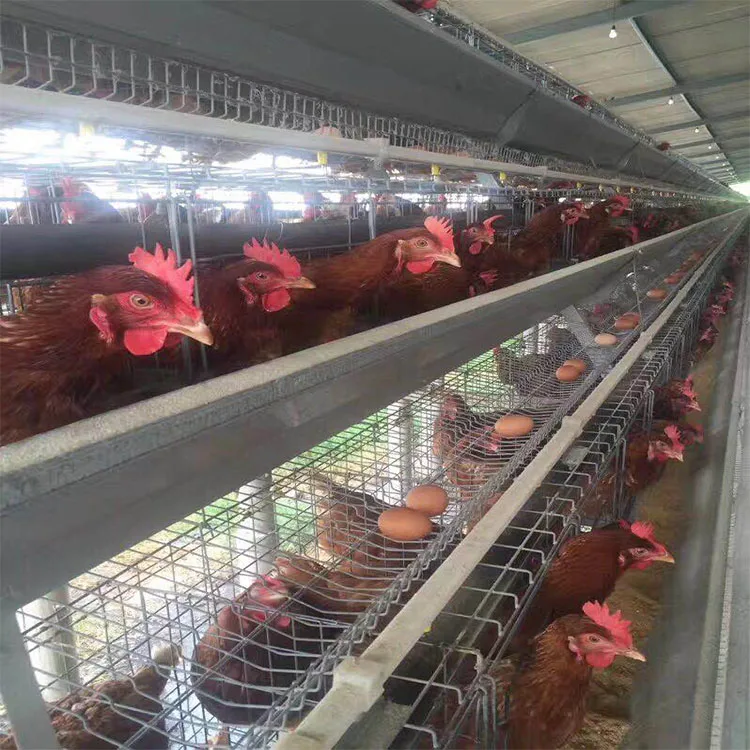 Bangladesh Poultry Farms For Sale Hen In A Nest Commercial Chicken