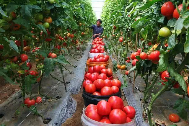 sahir wholesale dehydrated dried tomato powder organic supplier