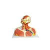 Human Head Relevant Structure Model
