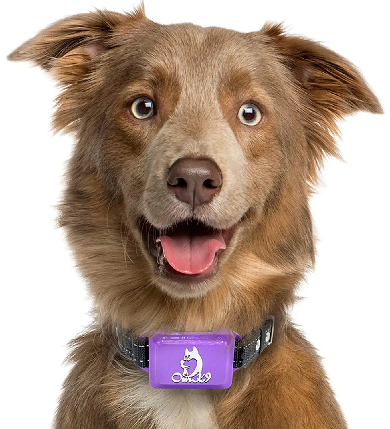 Buy Best K9 BARK Collar for Small Dogs, Safe Anti Bark Dog Collars, Small Dog Bark Collar ...