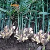 Fine Price Fresh Chinese Mature Ginger