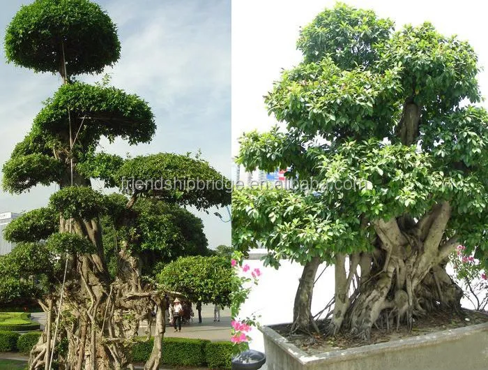 Chinese Banyan Live Plant Tree - Buy Chinese Banyan,Chinese Banyan Live