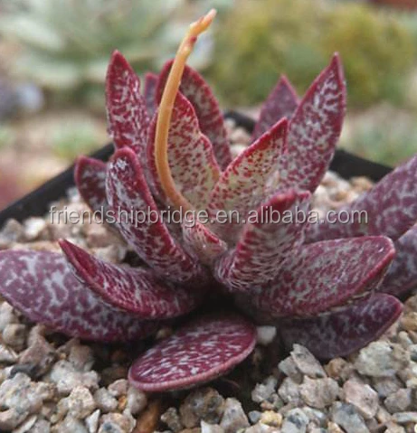 Adromischus Marianiae 9.jpg