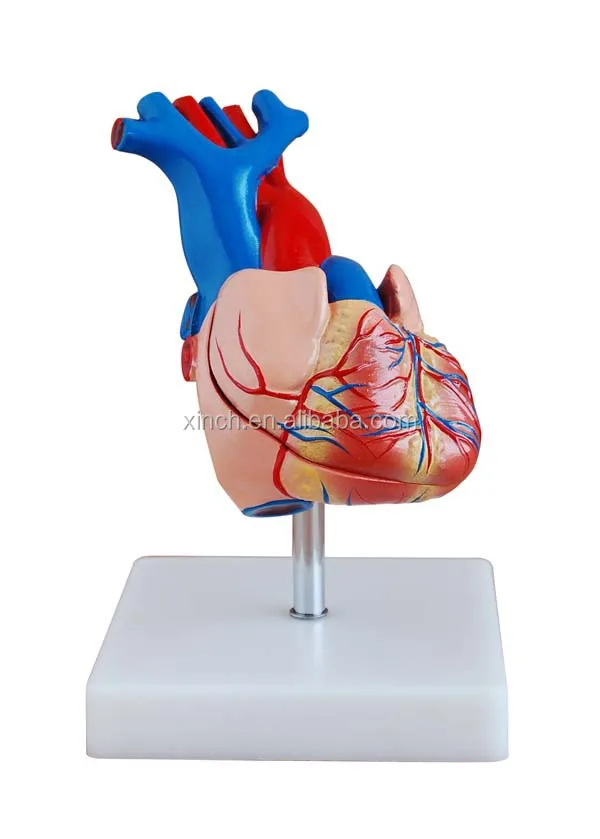 Anatomical Human Teaching Plastic Medical Heart Model Buy Anatomical Human Teaching Plastic