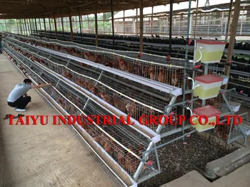 Taiyu Poultry Farming Equipment Chicken In India Buy Poultry Farming Equipment Chicken In Indiadesign Layer Chicken Cagespoultry Cages Product On