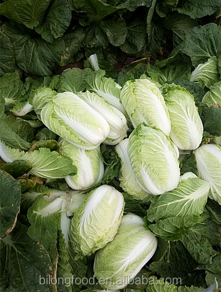 fresh chinese cabbage 2016