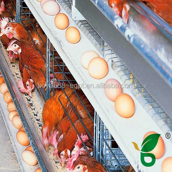 Braided Flat Nylon Material Egg Collection Belt For Chicken Farm Buy