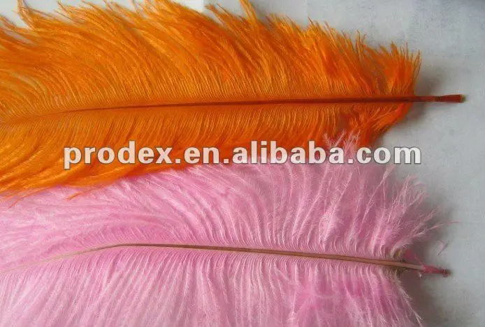 dying ostrich feathers