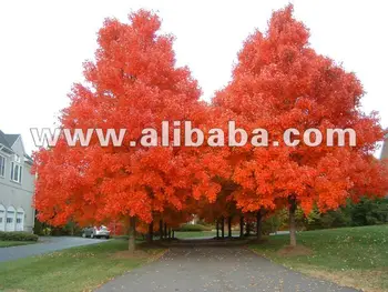 Red Maple Trees - Buy Maple Product on Alibaba.com