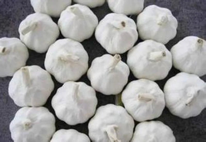 China Pure White /Snow White/Super White Garlic 2017'