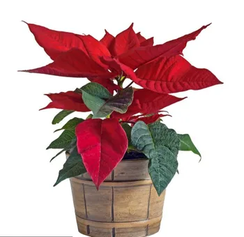 christmas red flower plant