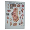 Educational plastic pop up poster 3d medical chart,3d pvc poster