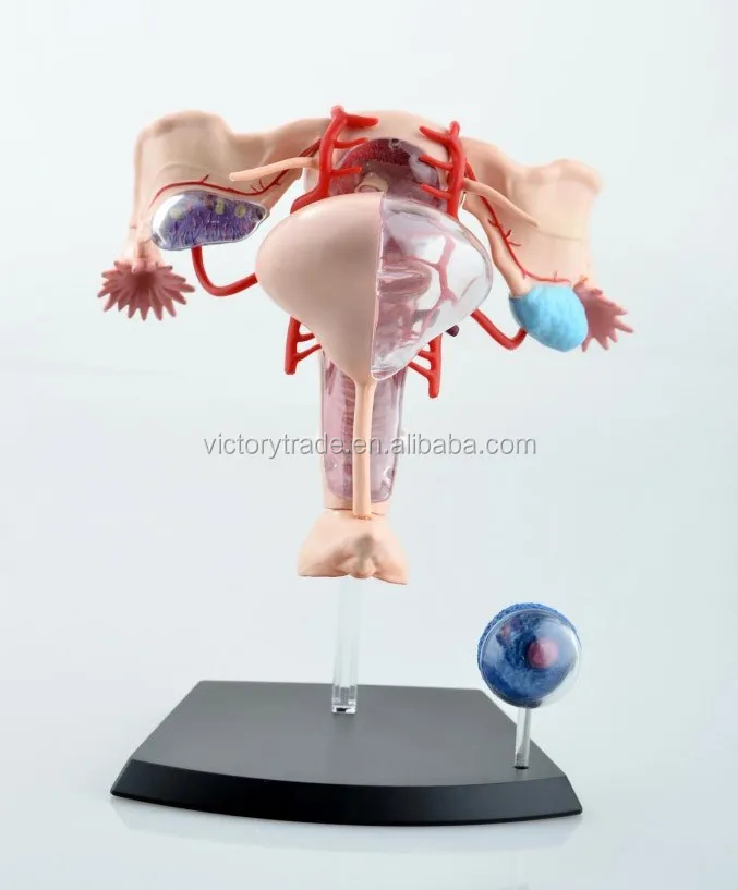 V Hm10 4d Master Female Reproductive System Anatomical Uterus Model