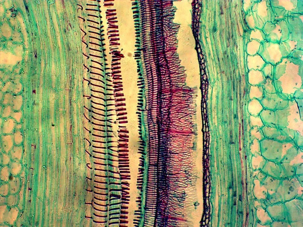 Medical Science Microscope Education Prepared Slides Exported Indonesia