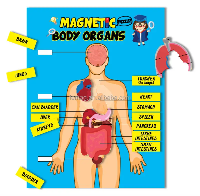 Body Chart Organs