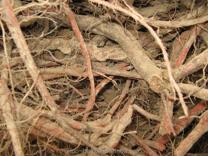 自然と野生のサルビアmiltiorrhizaレッドセージルートダンシェン中国ハーブ薬ダンシェンの根 Buy ダンシェンルート サルビア丹参 赤セージルート Product On Alibaba Com