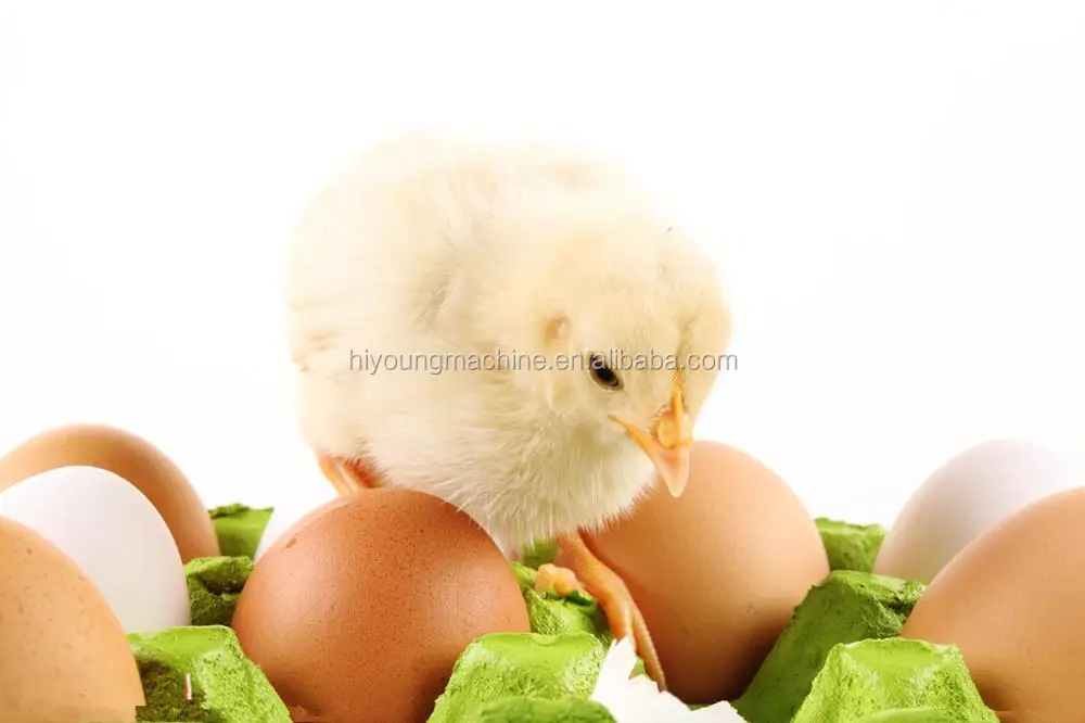 2531170_161301573669_2_