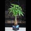 Live Lucky Braided Money Tree Into Pachira with Handmade Ceramic Pot Plants