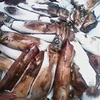 Factory direct sale frozen whole round new arrival frozen black squid