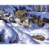 Wolf DIY Painting By Numbers Animals Coloring By Number Acrylic Paint On Canvas For Living Room Wall Artwork
