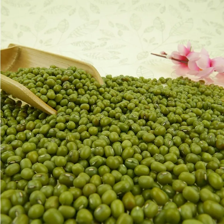 Organic Sprouting green mung beans